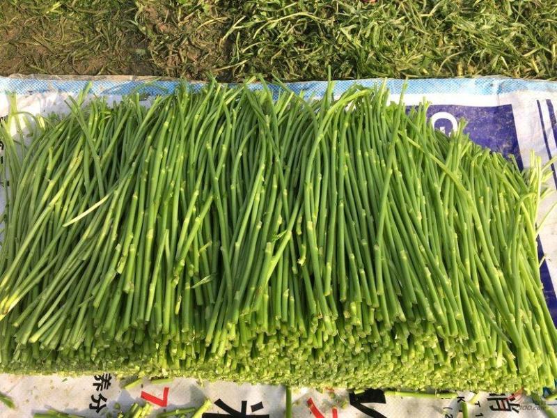 安徽省阜阳市颍东区芦蒿近期大量上市！支持全国代发！