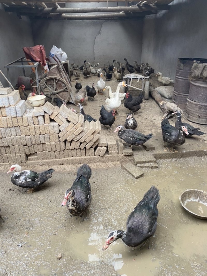 柴火腊板鸭，采用四斤多一只的鸭子制作而成