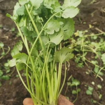 香菜，精品香菜，基地直销