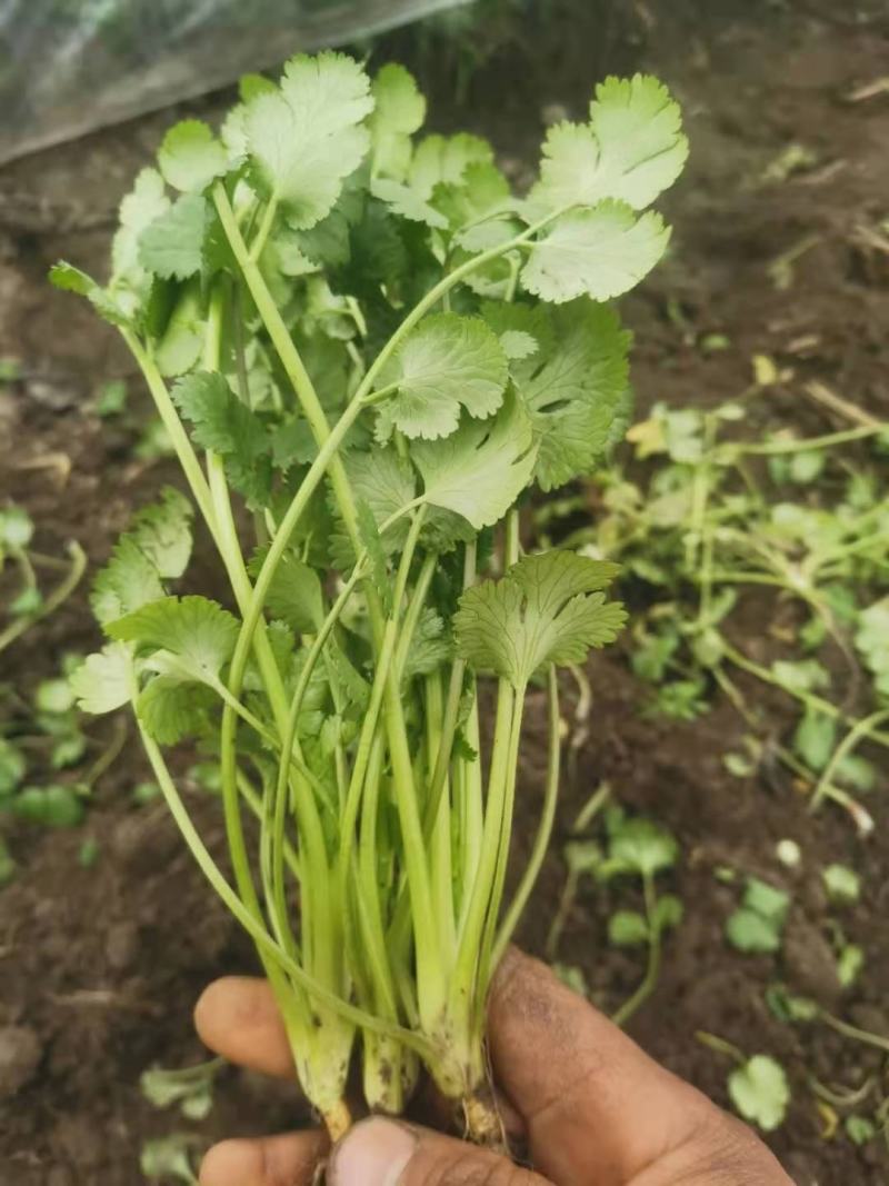 香菜，精品香菜，基地直销
