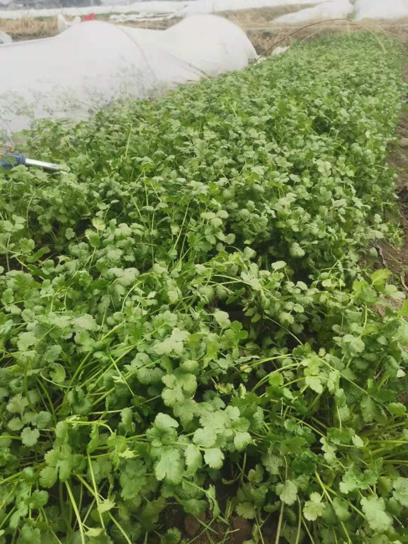 香菜，精品香菜，基地直销