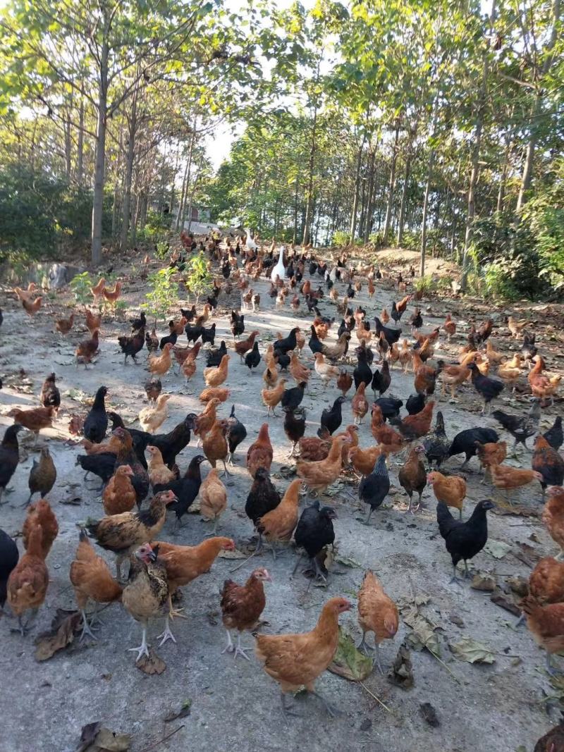 没吃饲料的散养土鸡批量出售有防疫证