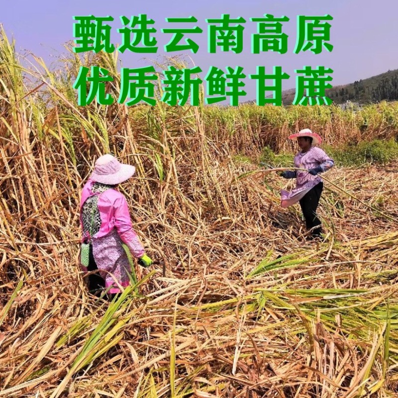 云南甘蔗红糖原汁红糖1斤袋装小时候的甘蔗味道
