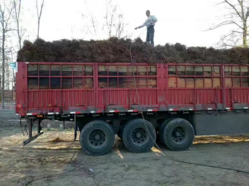 河南民权紫穗槐基地：专业种植销售紫穗槐，刺槐等绿化苗木