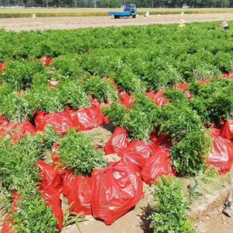 河南民权紫穗槐基地：专业种植销售紫穗槐，刺槐等绿化苗木
