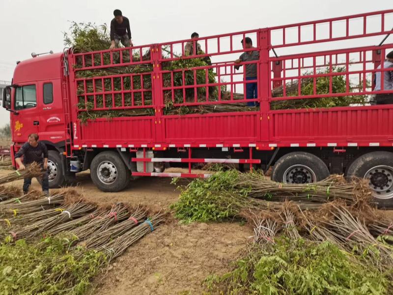 河南民权紫穗槐基地：专业种植销售紫穗槐，刺槐等绿化苗木