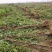 河南民权紫穗槐基地：专业种植销售紫穗槐，刺槐等绿化苗木