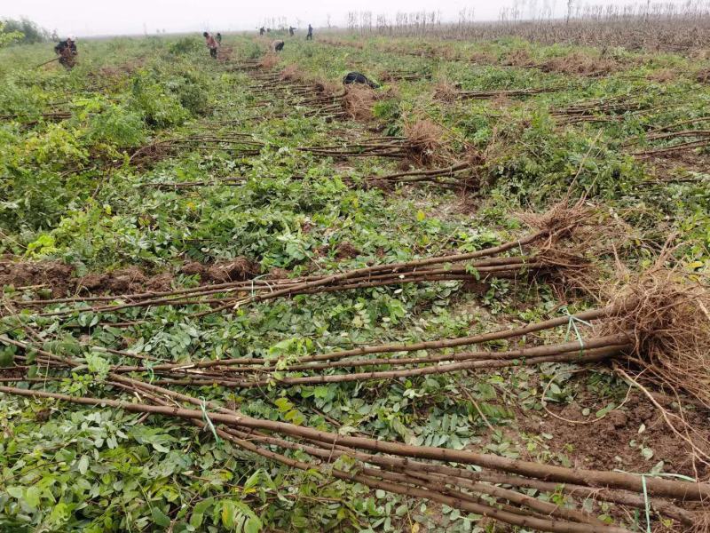 河南民权紫穗槐基地：专业种植销售紫穗槐，刺槐等绿化苗木
