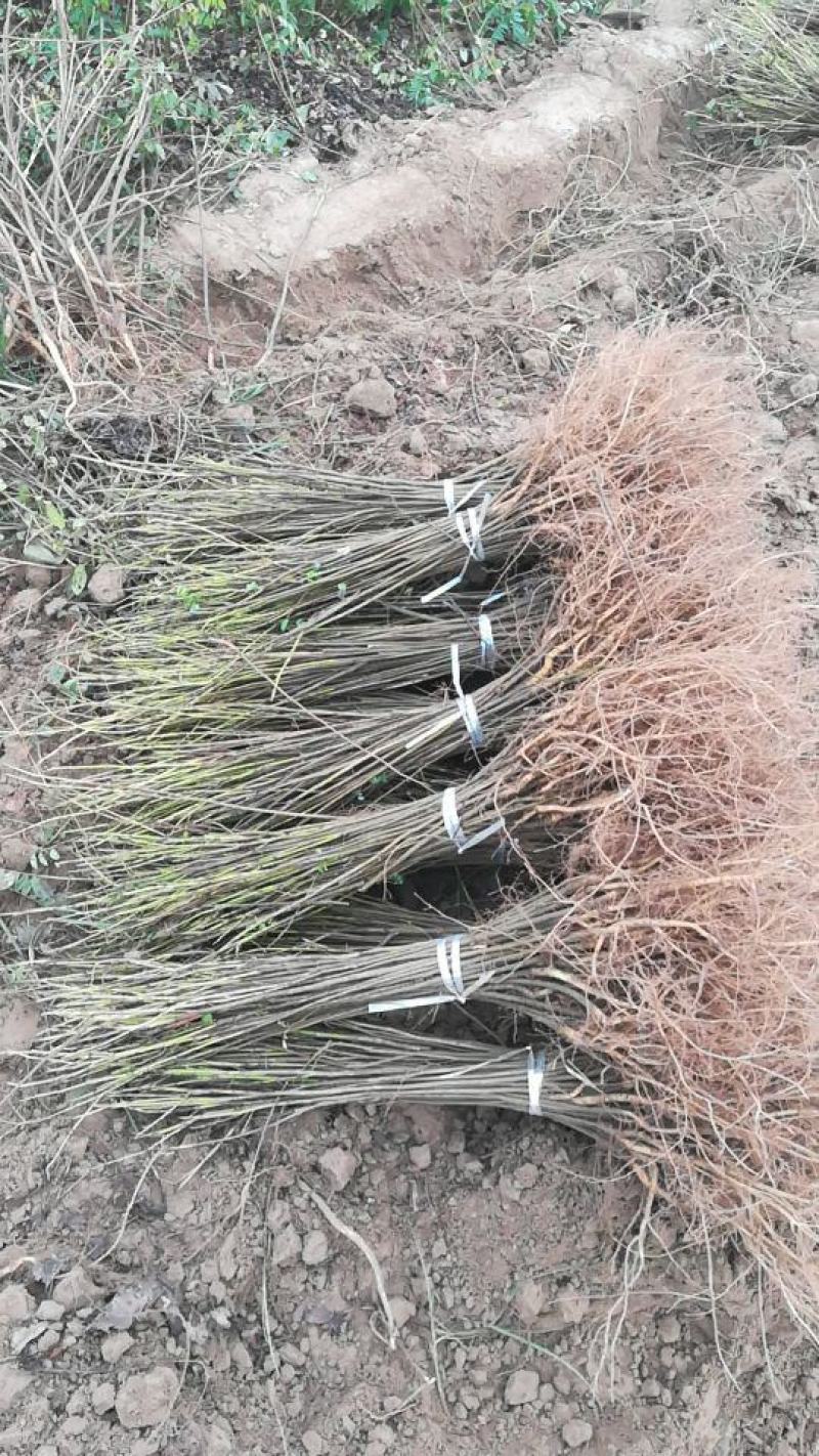 河南民权紫穗槐基地：专业种植销售紫穗槐，刺槐等绿化苗木