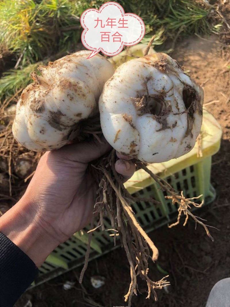 正宗兰州百合春季现挖现发自产自销品质保证