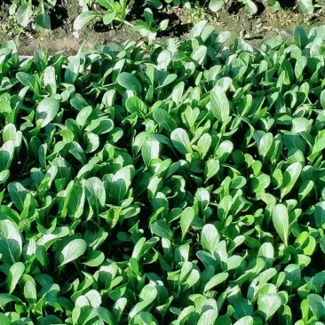 【热销】油菜新鲜油菜大量上市中基地直发量大货好