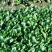【热销】油菜新鲜油菜大量上市中基地直发量大货好