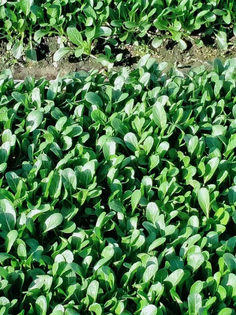 【热销】油菜新鲜油菜大量上市中基地直发量大货好