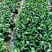 【热销】油菜新鲜油菜大量上市中基地直发量大货好