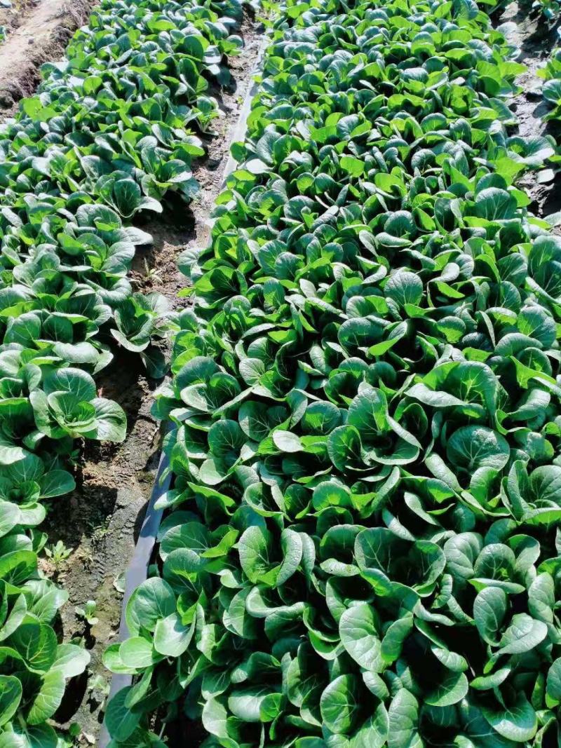 【热销】油菜新鲜油菜大量上市中基地直发量大货好