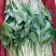 【热销】油菜新鲜油菜大量上市中基地直发量大货好