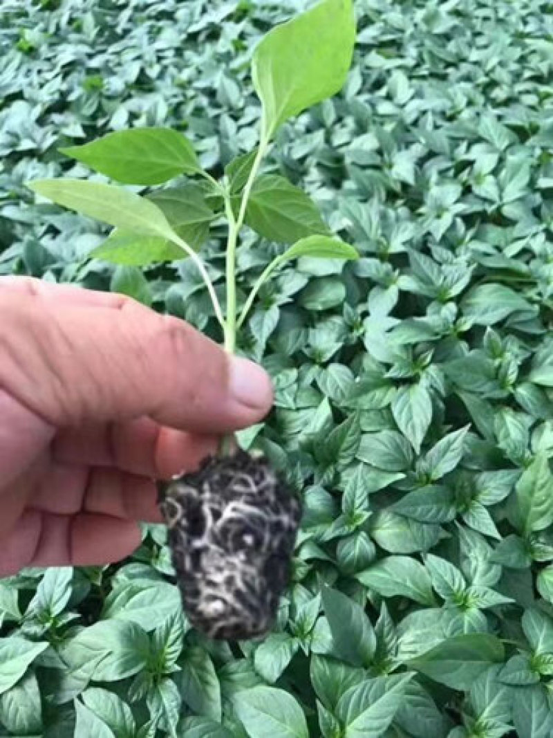 小米椒苗小米辣种苗红皮小米辣辣椒苗辣椒苗基地直销