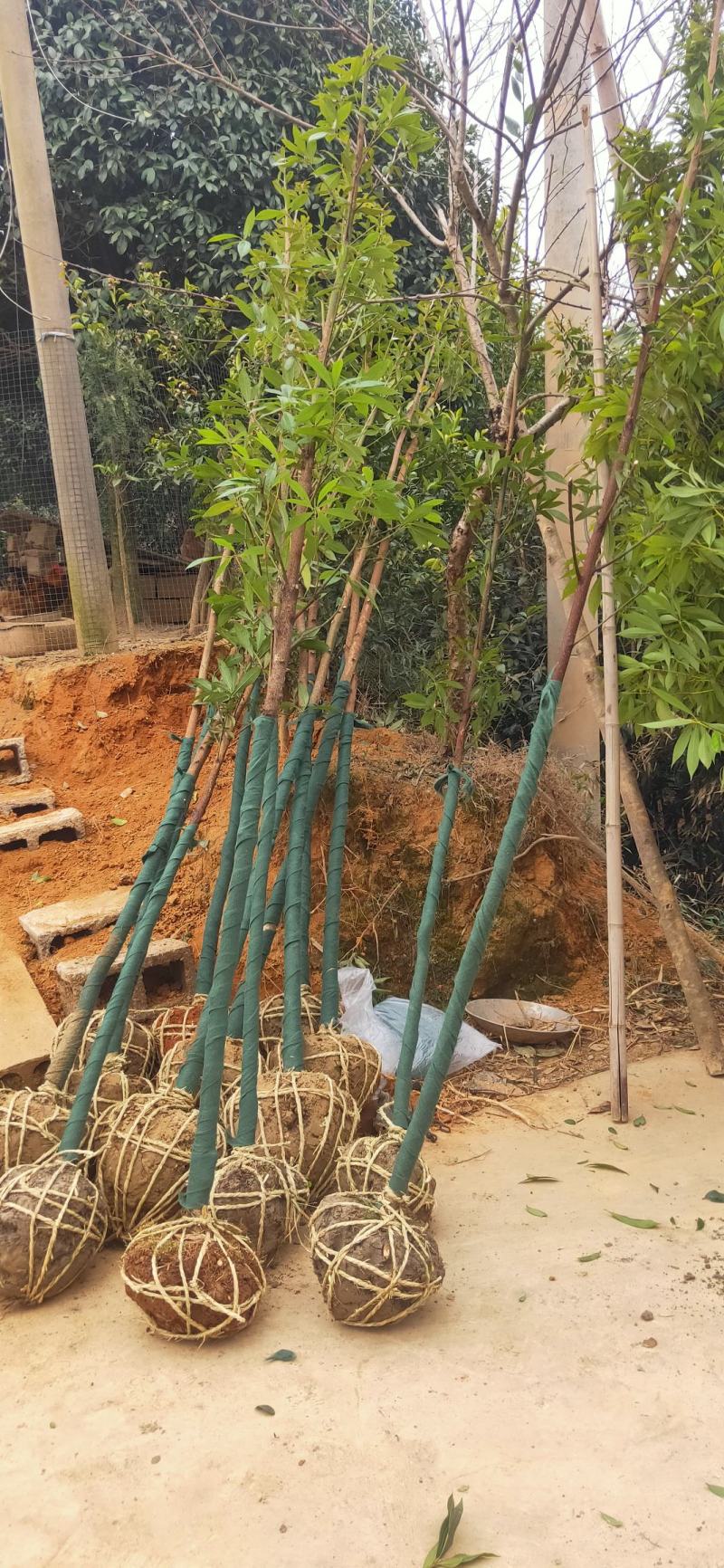 正宗金丝楠木树苗小叶桢楠树苗正品南方大树常绿树包邮