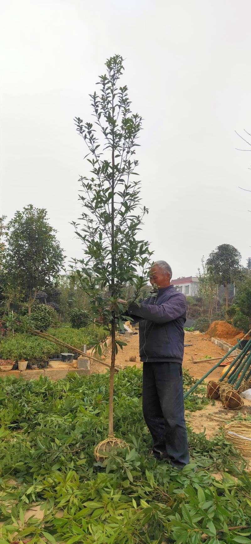 正宗金丝楠木树苗小叶桢楠树苗正品南方大树常绿树包邮