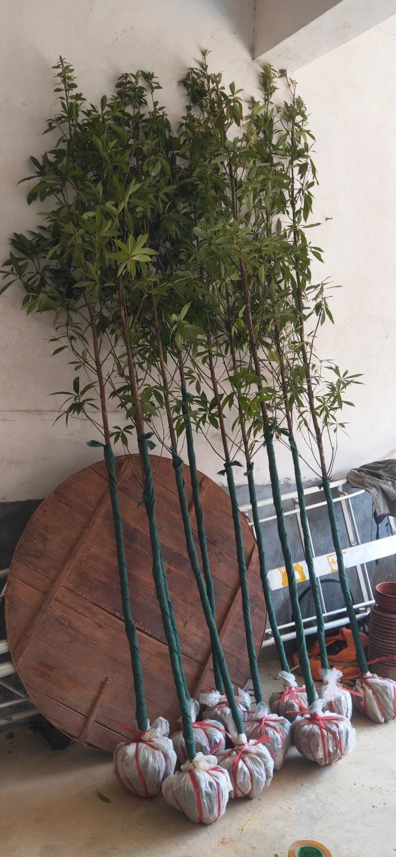正宗金丝楠木树苗小叶桢楠树苗正品南方大树常绿树包邮