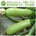中科绿盛西葫芦种子耐热越夏抗病毒，油绿色油葫芦，早熟