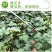 中科绿盛西葫芦种子耐热越夏抗病毒，油绿色油葫芦，早熟