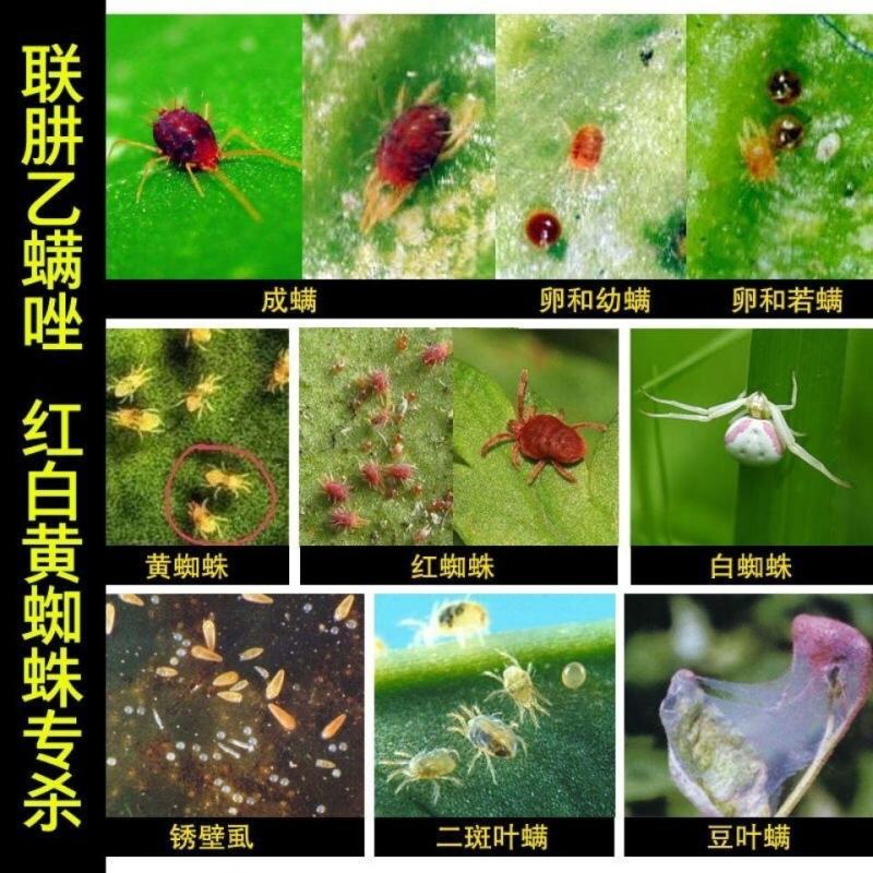 50%苯丁锡悬浮剂果树柑橘等果树红、白、锈蜘蛛虫卵兼杀高