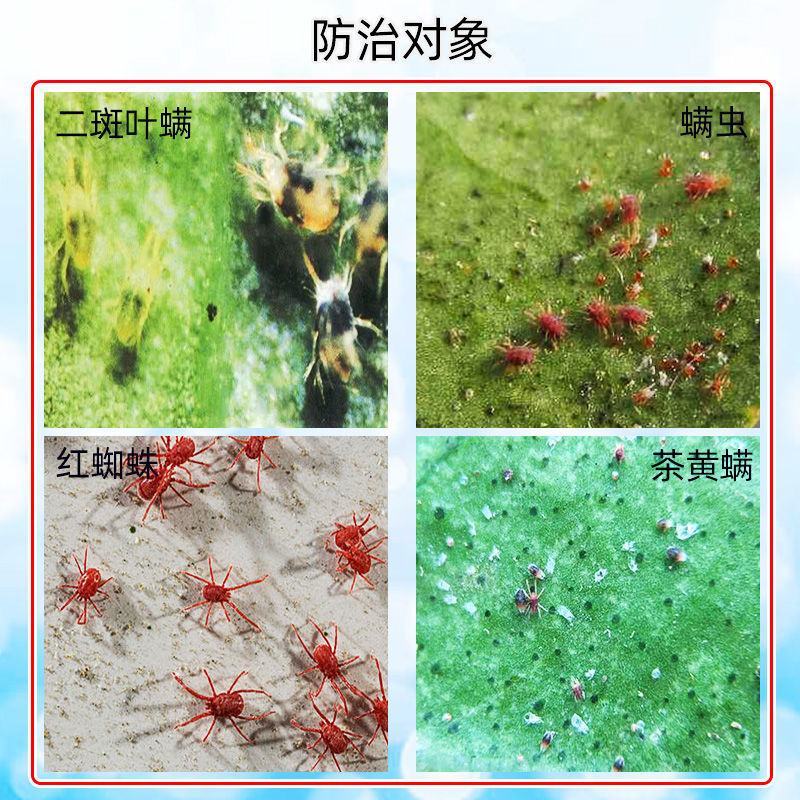 50%苯丁锡悬浮剂果树柑橘等果树红、白、锈蜘蛛虫卵兼杀高