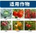 靓枣王植物源增色表光剂果树:除垢防锈、防裂抗裂、涂蜡增