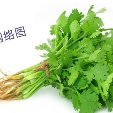 精品大叶香菜批发价了价格优惠品质好货