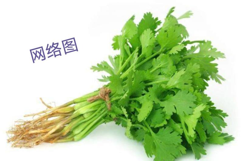 精品大叶香菜批发价了价格优惠品质好货
