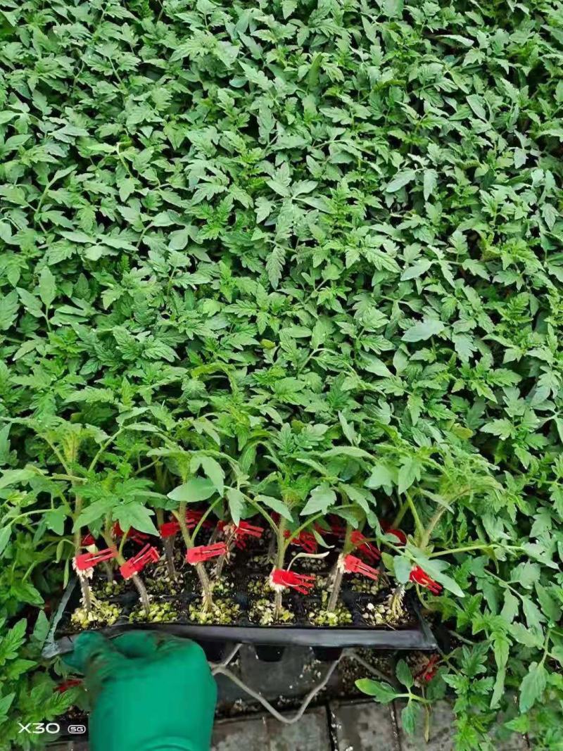 小红番茄苗粉果圣女果苗圣女果嫁接苗红色小番茄嫁接苗