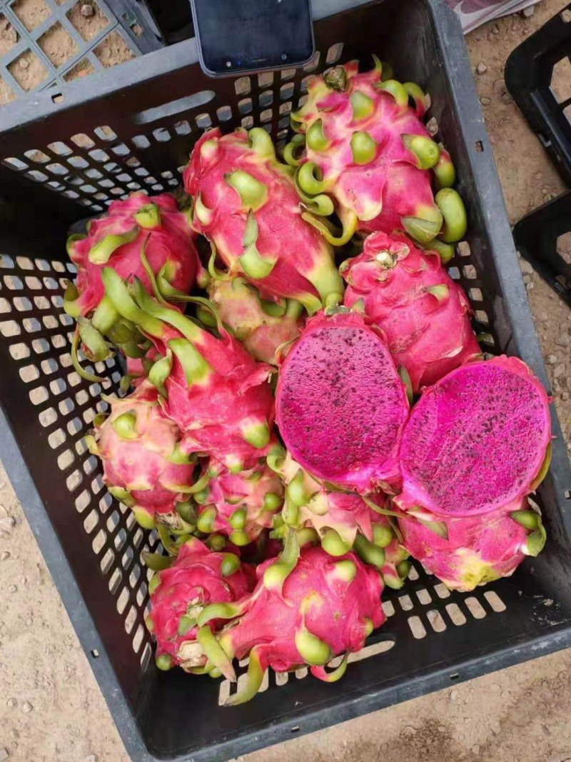 越南精品红心火龙果七兩到兩斤半单个重