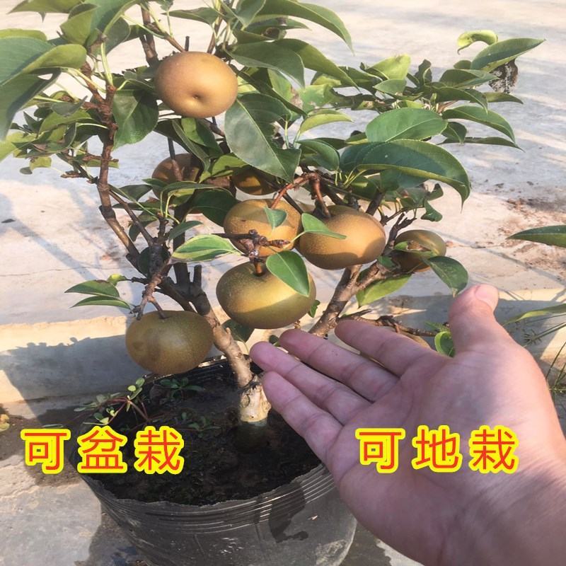 库尔勒香梨苗嫁接新品种梨树苗南北方种植好养易活