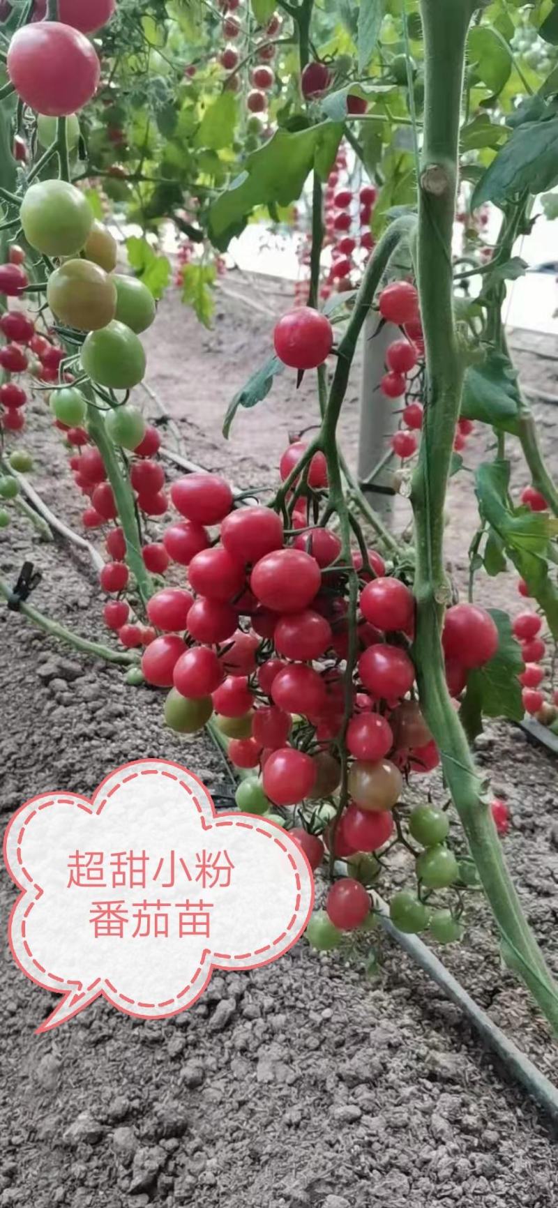 小红番茄苗粉果圣女果苗圣女果嫁接苗红色小番茄嫁接苗