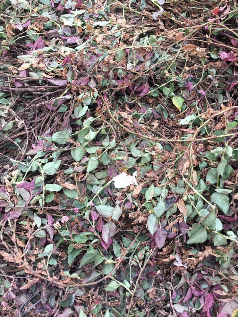 头花蓼，四季红，优质产品，产地直发，大货大货大货