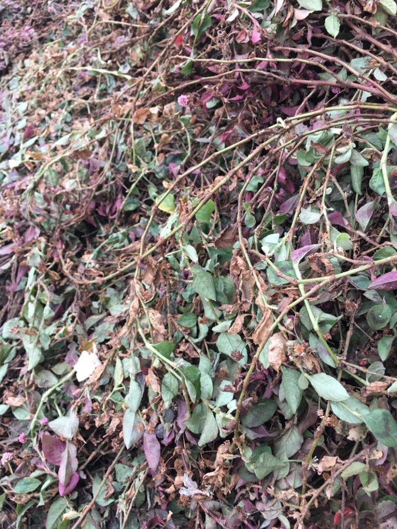 头花蓼，四季红，优质产品，产地直发，大货大货大货