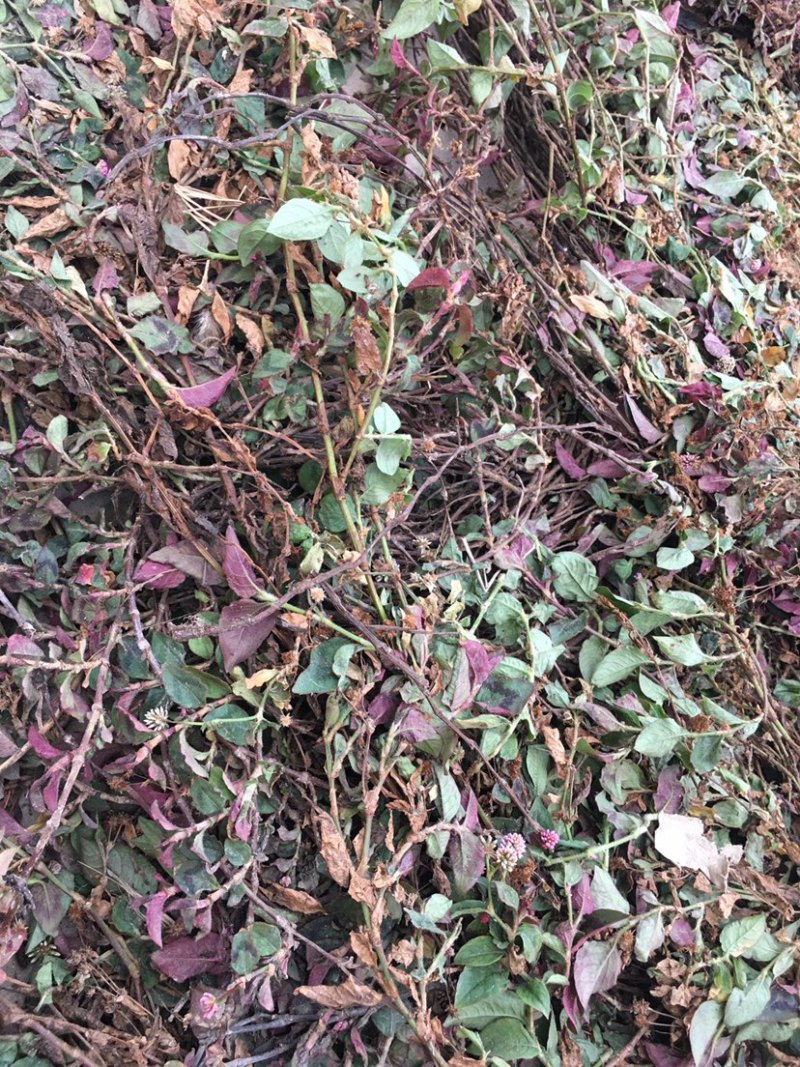头花蓼，四季红，优质产品，产地直发，大货大货大货