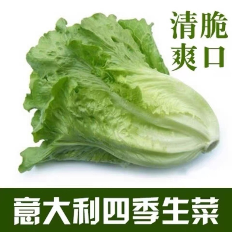 生菜山东寿光大量上市产地直供