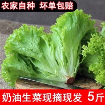 生菜山东寿光大量上市产地直供