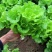 生菜山东寿光大量上市产地直供