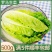 生菜山东寿光大量上市产地直供