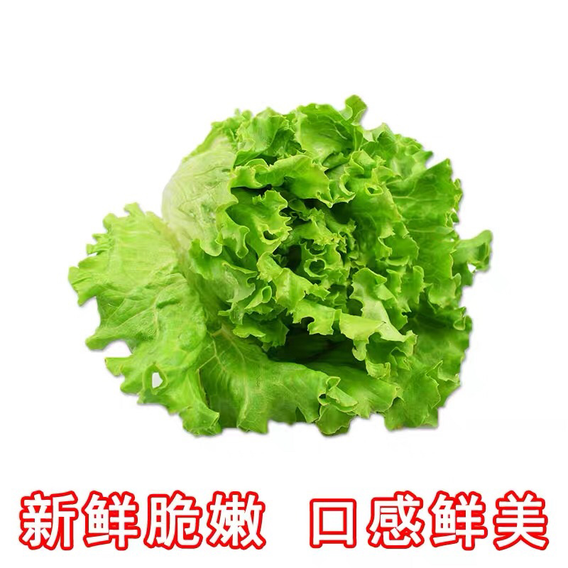 生菜山东寿光大量上市产地直供