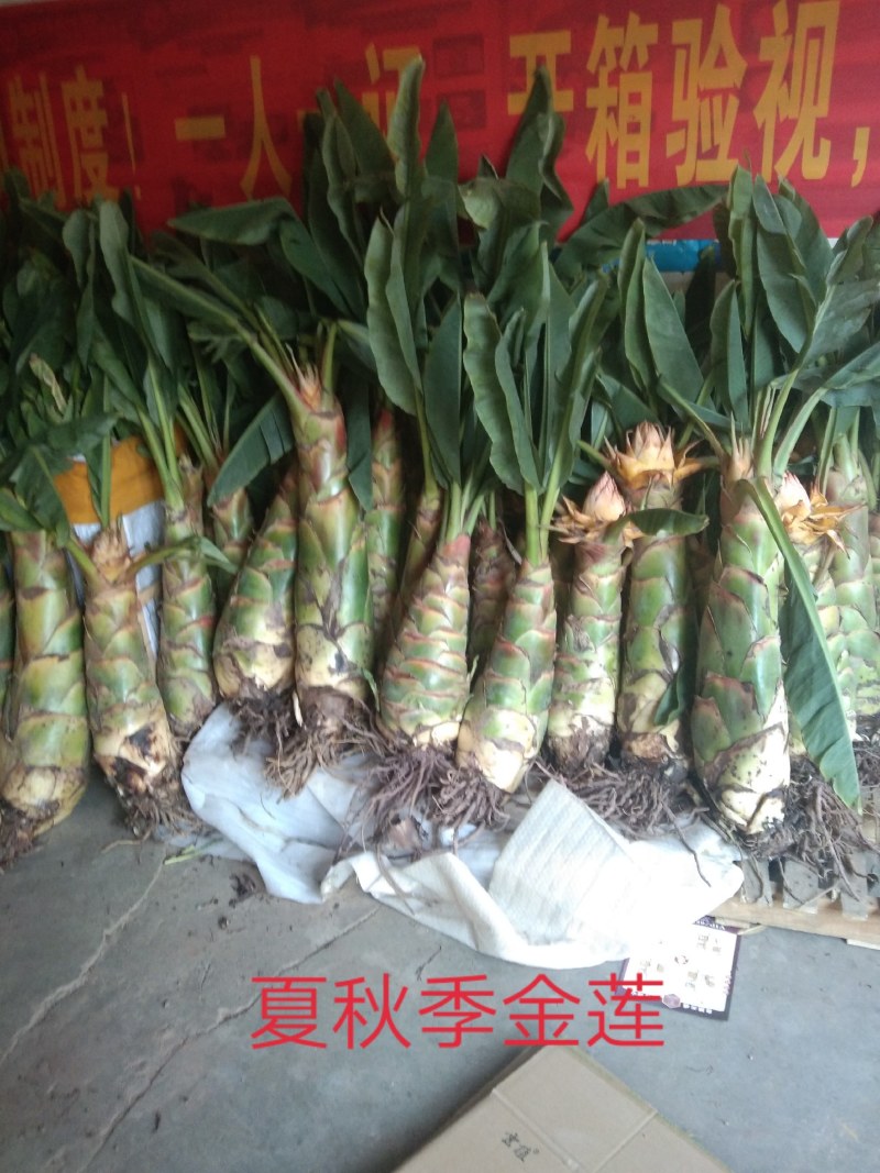 地涌金莲千瓣莲花开品大货发的货会图片上的更大