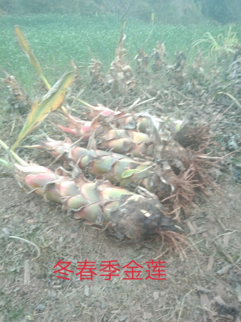 地涌金莲千瓣莲花开品大货发的货会图片上的更大
