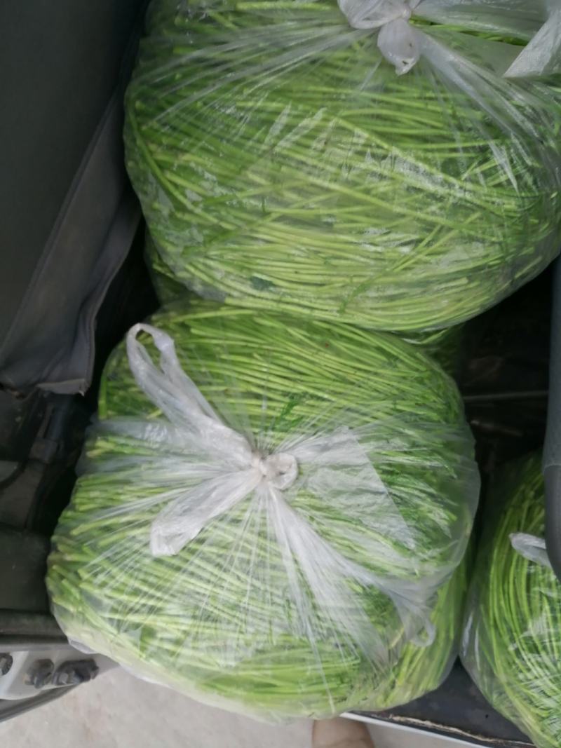 精品芦篙，自产自销。地头直销