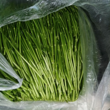 精品芦篙，自产自销。地头直销