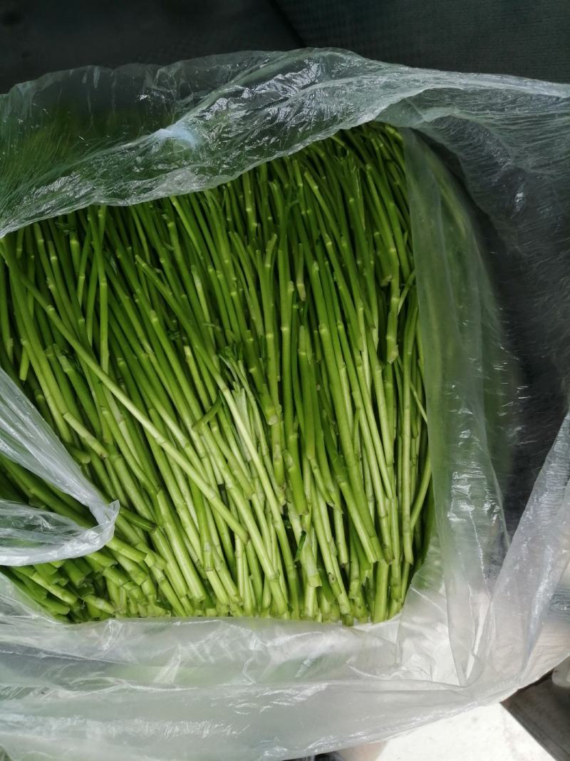 精品芦篙，自产自销。地头直销