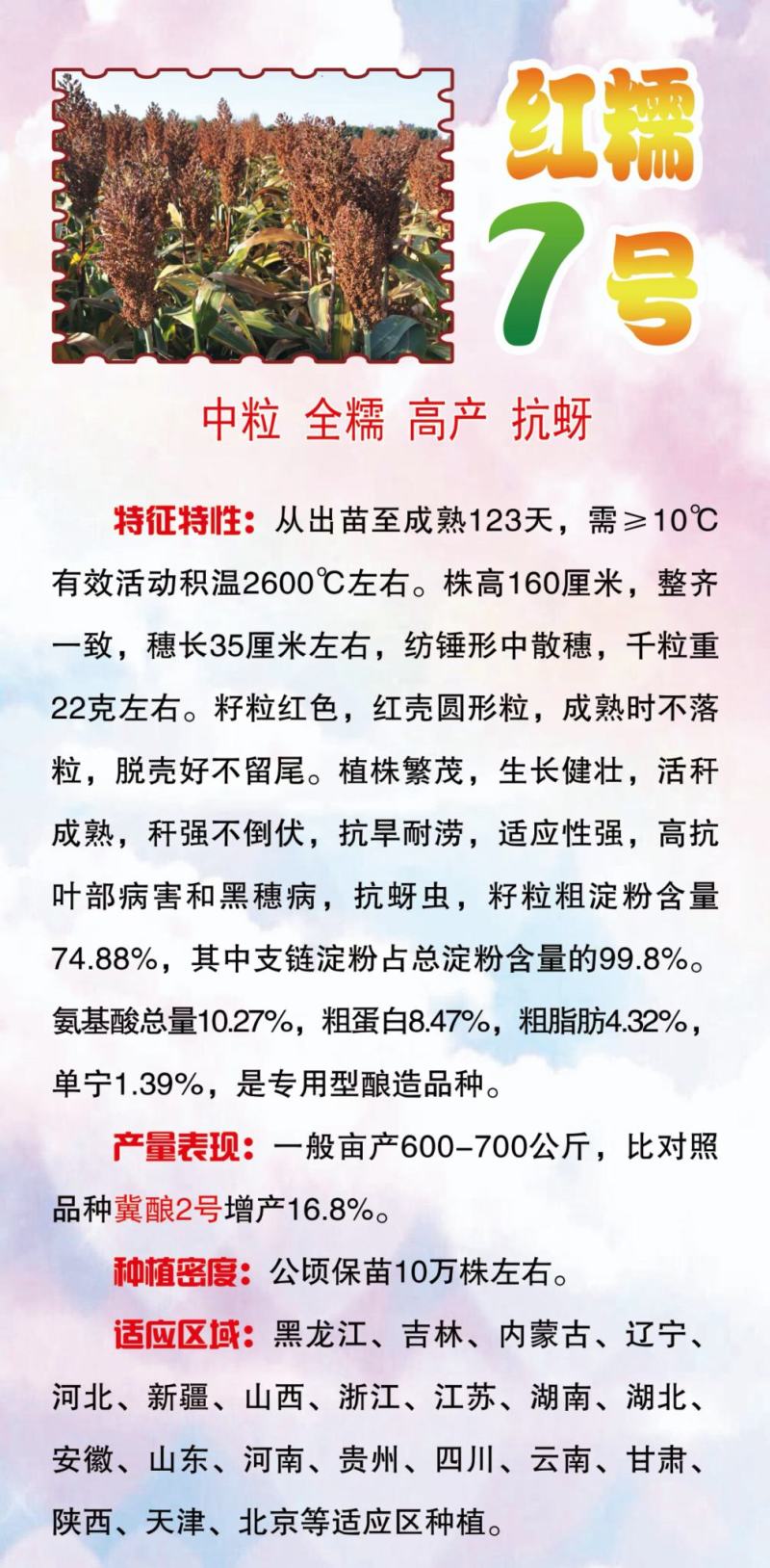 小矮人红帚1号笤帚高粱种子
