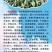 小矮人红帚1号笤帚高粱种子